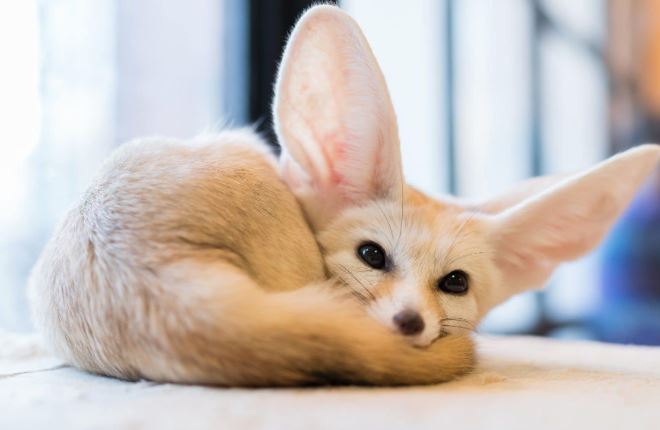 6 thú cưng độc lạ, siêu đáng yêu: Có con trị giá đến nửa tỷ đồng, là vật nuôi của giới siêu giàu