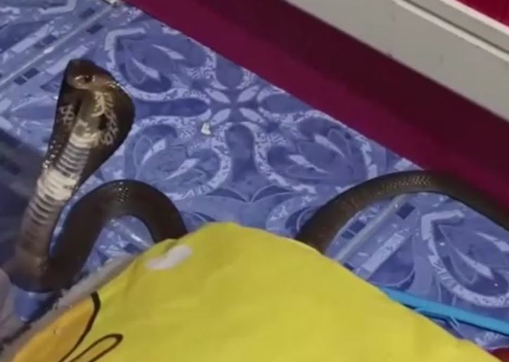 Clip: Mèo nhà chống lại rắn hổ mang để bảo vệ chủ