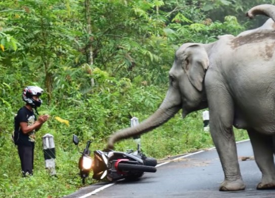 Clip: Chọc giận bầy voi hoang dã, người đàn ông phải quỳ lạy xin tha mạng
