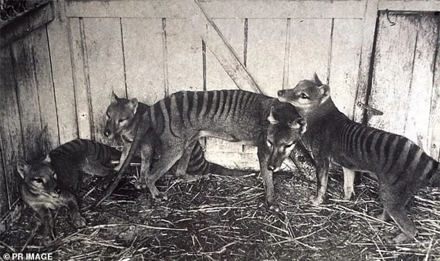 Thước phim quý giá ghi lại những hình ảnh cuối cùng của loài hổ Tasmania bí ẩn đã tuyệt chủng cách đây hơn 80 năm ảnh 1