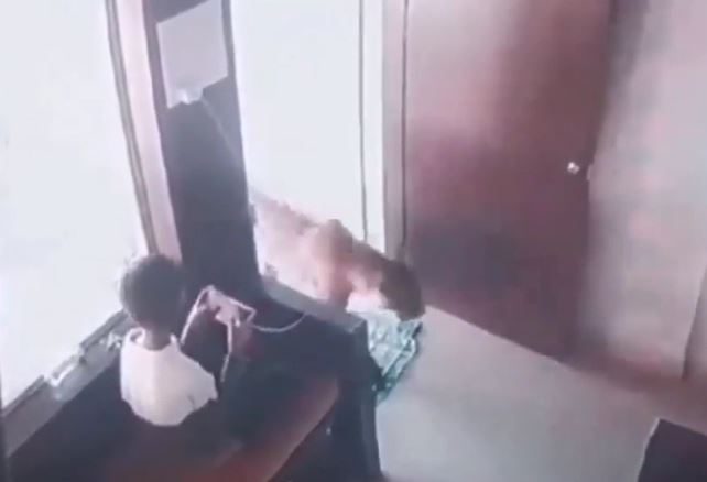 Cậu bé thoát chết nhờ xử lý hết sức bình tĩnh khi chạm mặt báo hoa mai