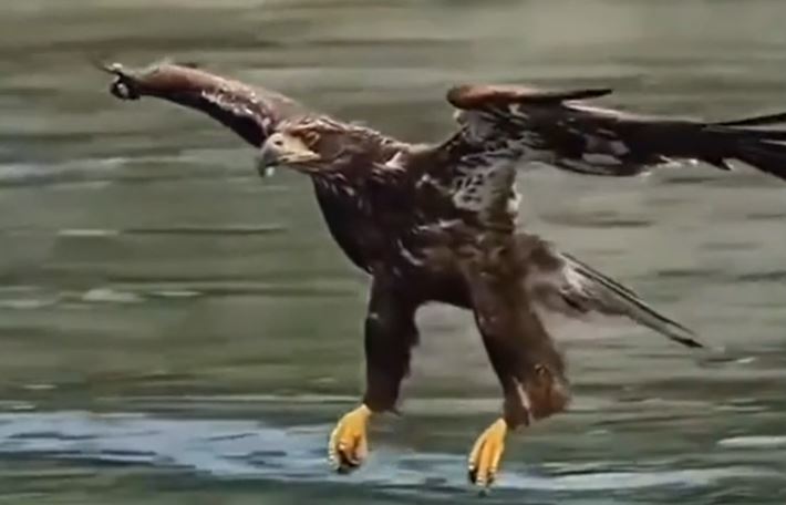 Clip: Khiếp sợ trước khả năng săn mồi của đại bàng