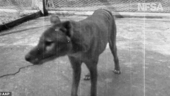 Thước phim quý giá ghi lại những hình ảnh cuối cùng của loài hổ Tasmania bí ẩn đã tuyệt chủng cách đây hơn 80 năm