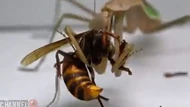 Clip: Con ong bắp cày khổng lồ châu Á gặp phải đối thủ “cứng”, bị xơi tái trong vòng 20s