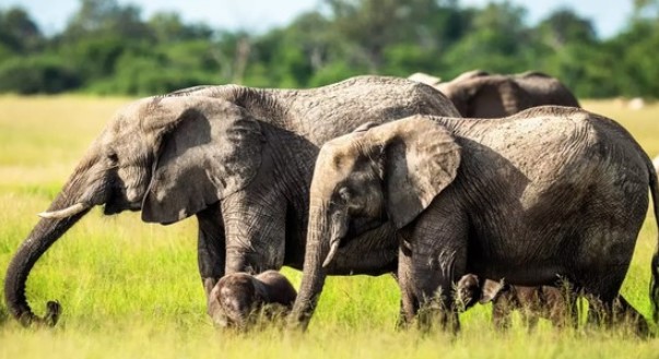 Phát hiện kinh ngạc về cách voi gọi nhau bằng tên