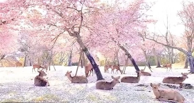 Bình yên khung cảnh đàn hươu tụ tập, nghỉ ngơi giữa rừng hoa anh đào tại Nhật Bản ảnh 1