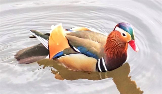 Vịt uyên ương: Loài vịt đẹp nhất thế giới và là biểu tượng của tình yêu chung thủy xuất hiện trở lại ở Canada ảnh 1 Vịt uyên ương: Loài vịt đẹp nhất thế giới và là biểu tượng của tình yêu chung thủy xuất hiện trở lại ở Canada ảnh 1