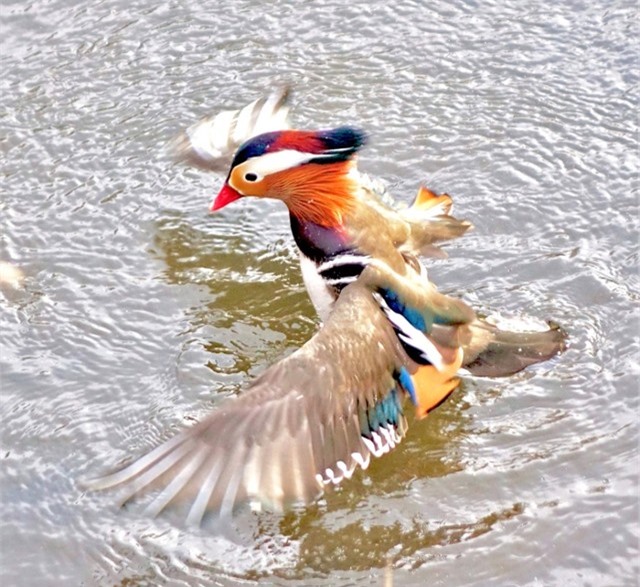 Vịt uyên ương: Loài vịt đẹp nhất thế giới và là biểu tượng của tình yêu chung thủy xuất hiện trở lại ở Canada ảnh 2 Vịt uyên ương: Loài vịt đẹp nhất thế giới và là biểu tượng của tình yêu chung thủy xuất hiện trở lại ở Canada ảnh 2
