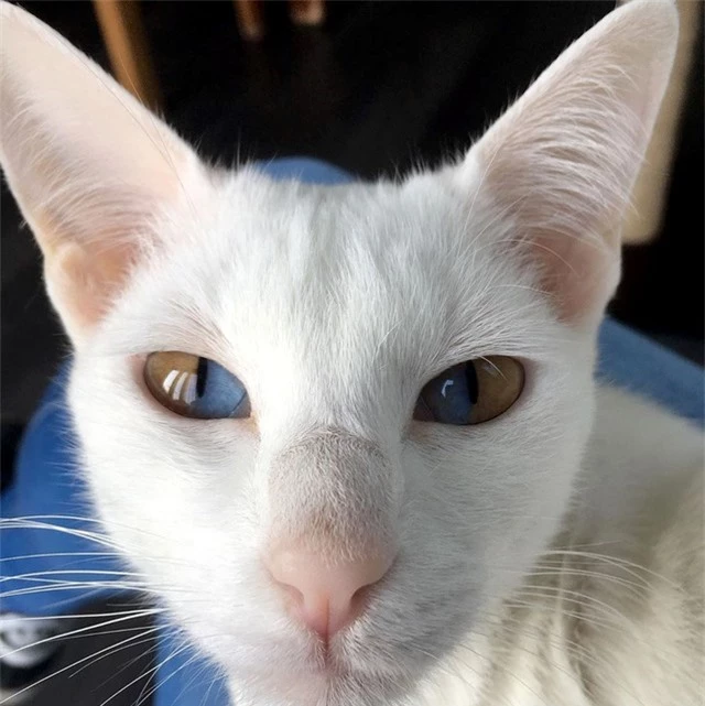 Siêu hiểm: Chú mèo có đôi mắt nửa màu nâu nửa màu xanh ảnh 2