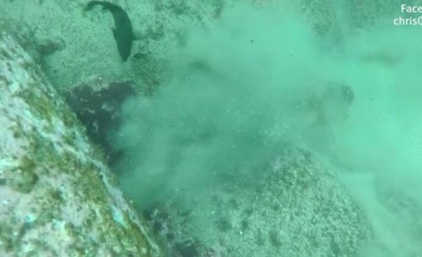 Clip: Bạch tuộc chạm trán lươn Moray và cái kết