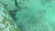 Clip: Bạch tuộc chạm trán lươn Moray và cái kết