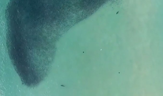 Clip: Nghẹt thở khoảnh khắc 2 con cá mập áp sát đoàn người đang bơi