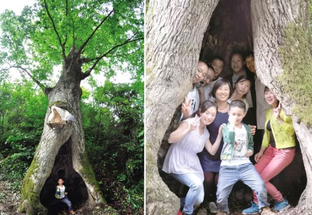 Cây cổ thụ 400 năm tuổi có thể dự báo thời tiết chính xác 90% ở Trung Quốc