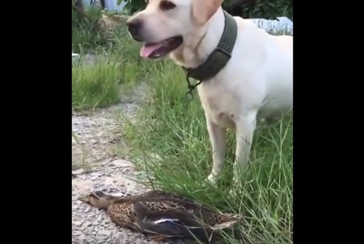 Clip: Bị chó tấn công, vịt tinh ranh nằm im giả chết