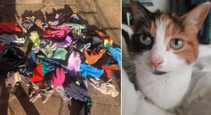 Chú mèo chuyên “canh me” trộm găng tay về tặng chủ