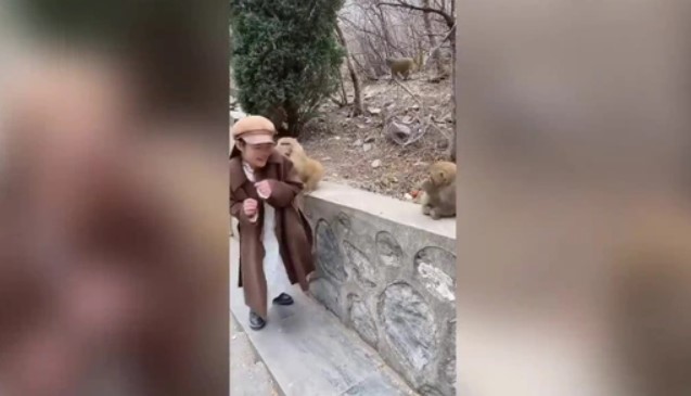 Clip: Đang duyên dáng cho khỉ ăn, cô gái bị giật phăng tóc giả