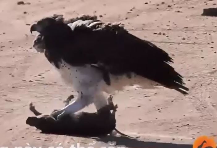 Clip: Lợn rừng mẹ lơ là khiến con bị đại bàng tấn công và giết chết