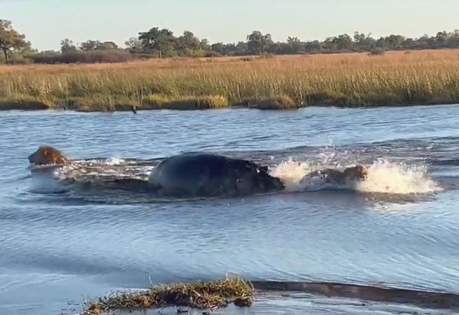 Liều lĩnh băng qua sông, "chúa sơn lâm" suýt bỏ mạng dưới tay hà mã