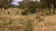 Clip: Bầy linh cẩu chùn bước khi đối mặt lợn rừng cỡ lớn