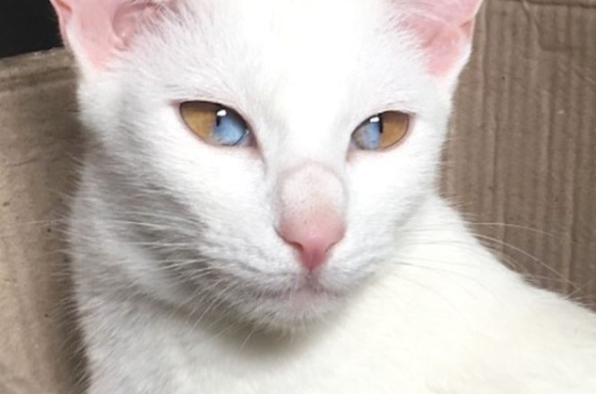 Siêu hiếm: Chú mèo có đôi mắt nửa màu nâu nửa màu xanh