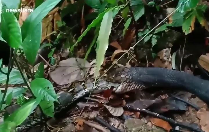 Kết cục khó ngờ sau cuộc "tử chiến" giữa rắn hổ mang chúa và trăn