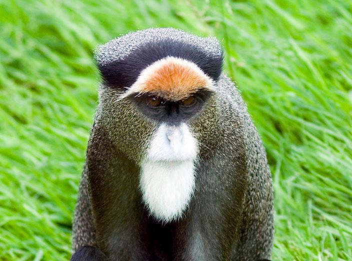 Top 7 thú cưng đắt nhất hành tinh: Chỉ giới siêu giàu mới dám bỏ tiền tỷ để sở hữu một con vật nuôi