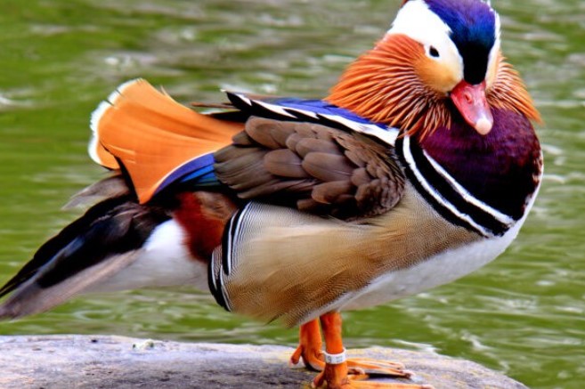 Clip: Vịt uyên ương, loài vịt đẹp nhất thế giới và là biểu tượng của tình yêu chung thủy xuất hiện trở lại ở Canada