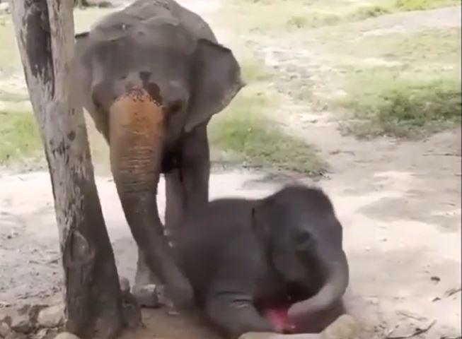 Clip: Bật cười trước khoảnh khắc voi con bị mẹ phạt, vứt đi món đồ chơi yêu thích