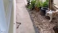 Chó dũng cảm cảnh báo chủ nhà khi phát hiện rắn hổ mang cực độc bò vào sân