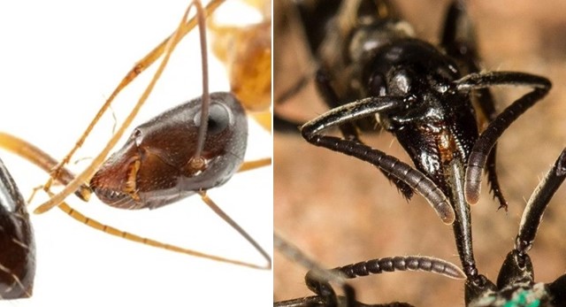 Phát hiện loài động vật duy nhất ngoài con người biết 'phẫu thuật cứu sống đồng loại'