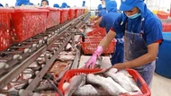 Xuất khẩu cá tra đạt mức kỷ lục nhưng doanh nghiệp chưa vui 