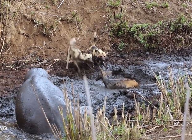 Clip: Hà mã ‘nổi điên’ hạ sát linh dương, dâng tận miệng chó hoang