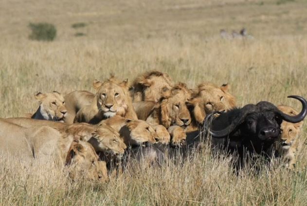 Bị 15 con sư tử đồng loạt đánh úp, trâu rừng chết thảm