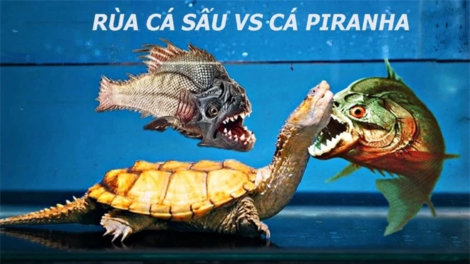 Rùa cá sấu răng đấu răng với cá Piranha, kẻ thua cuộc bị rỉa từng miếng thịt - Ảnh 1.