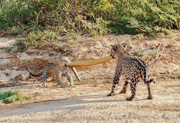 2 mẹo con báo đốm ‘kéo co’ giành xác trăn ‘khủng’