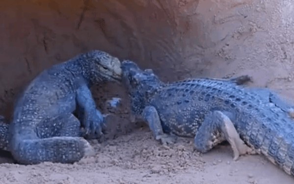 Clip: Cá sấu chui vào hang tấn công thằn lằn Monitor và cái kết khó đoán