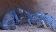 Clip: Cá sấu chui vào hang tấn công thằn lằn Monitor và cái kết khó đoán