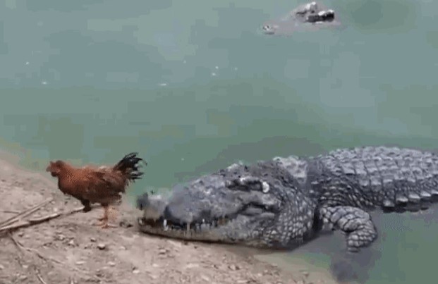 Clip có 1-0-2: Gà trống nhởn nhơ bước trên đầu cá sấu, biến sát thủ vùng đầm lầy thành "gã hề"