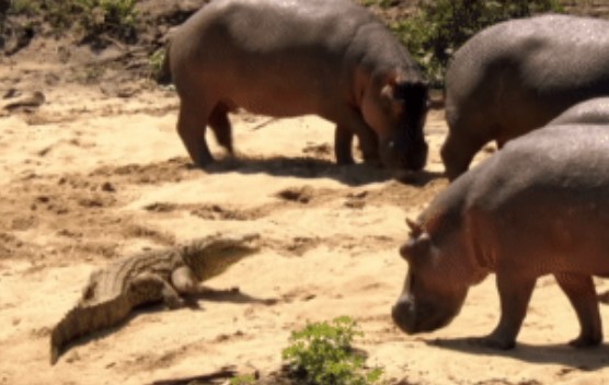 Clip: Năm lần bảy lượt lao vào kẻ thù, chiến đấu bảo vệ con, cá sấu không hề 'máu lạnh' như nhiều người lầm tưởng