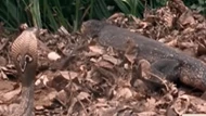 Clip: Cá sấu mẹ vừa rời tổ thì kỳ đà mò đến, một trong tứ đại nọc độc xuất hiện ứng cứu tổ trứng