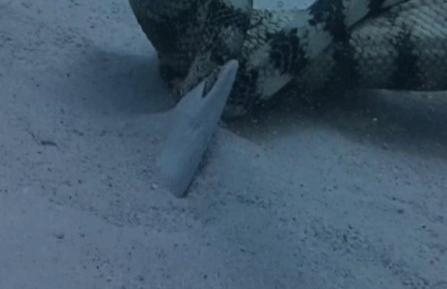 Clip: Rắn biển kịch chiến lươn cá sấu, bi thảm cho kẻ đi săn lại trở thành con mồi