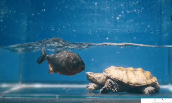 Clip: Rùa cá sấu 'răng đấu răng' với cá Piranha, kẻ thua cuộc bị rỉa từng miếng thịt