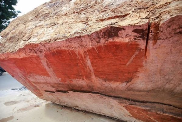 Gỗ quý ở Việt Nam niên đại 5.000 năm tuổi có giá 10 tỷ, chỉ các đại gia mới có thể sở hữu