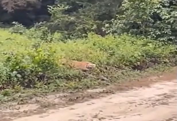 Clip: Ớn lạnh trước khoảnh khắc hổ từ bụi rậm lao ra nhằm vào xe chở du khách