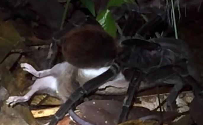 Nhện khổng lồ giết chết con chuột trong chớp mắt