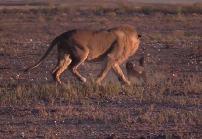 Lửng mật nhỏ bé vẫn khiến sư tử e sợ khi đối đầu