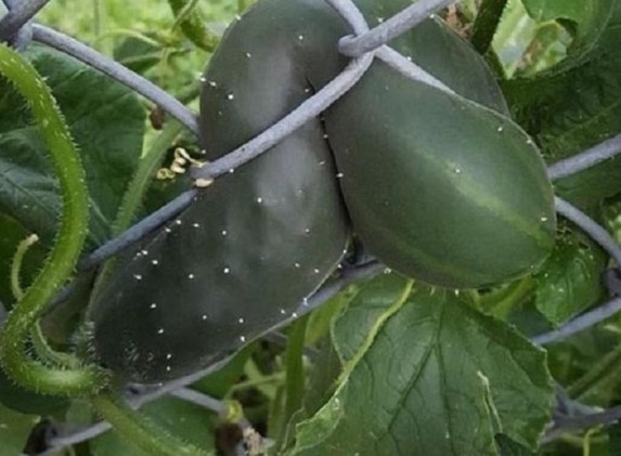 Những bé cây mọc "sai trái" khiến gia chủ phát bực, nhọc nhằn công chăm sóc mà người hưởng lại là gã hàng xóm lâu năm