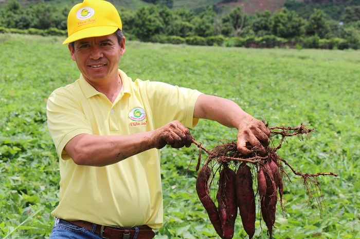 Khoai lang Nhật đang chuẩn bị vào mùa thu hoạch.