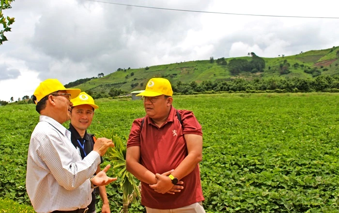 Bên cạnh ớt ngọt, khoai lang là thế mạnh của Công ty Viên Sơn.