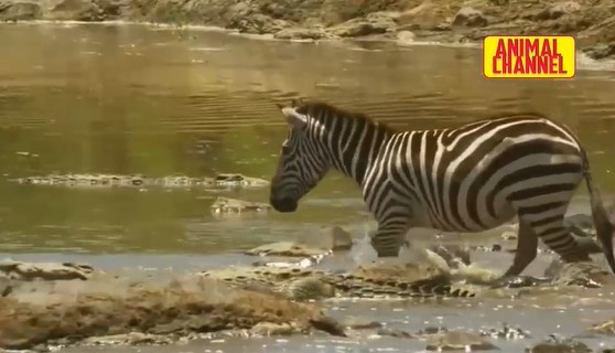 Clip: Phía trước đá trơn trượt, phía sau là cá sấu, ngựa vằn vẫn làm nên kỳ tích